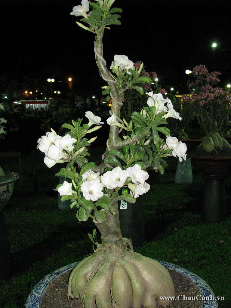 Hoa sứ trắng là loài hoa quý nên bạn cần chăm sóc kỹ cho Chậu hoa của mình